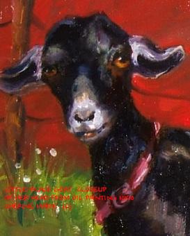 Nubian Goat, oil, Horsefeathers Studio, Cherine Marie,commissions welcome